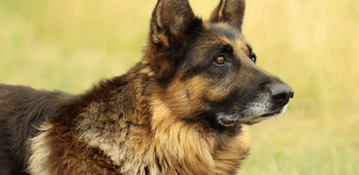 Dog Sounds PC screenshot