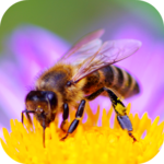 Bee Sounds for PC Bee Sounds for PC