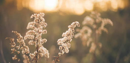 Peaceful Wallpapers PC screenshot Peaceful Wallpapers PC screenshot
