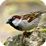Sparrow Sounds for PC Sparrow Sounds for PC