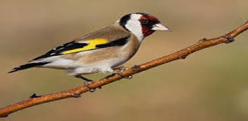 Goldfinch singing PC screenshot Goldfinch singing PC screenshot