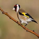 Goldfinch singing for PC Goldfinch singing for PC