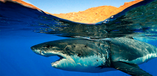 Shark Wallpapers PC screenshot Shark Wallpapers PC screenshot