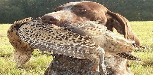 hunting dogs PC screenshot hunting dogs PC screenshot