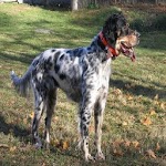 hunting dogs for PC hunting dogs for PC