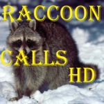 Raccoon Calls HD for PC