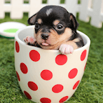 Sweet Dogs Wallpapers icon