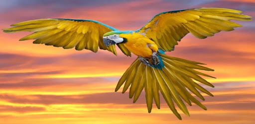Bird Sounds Free PC screenshot