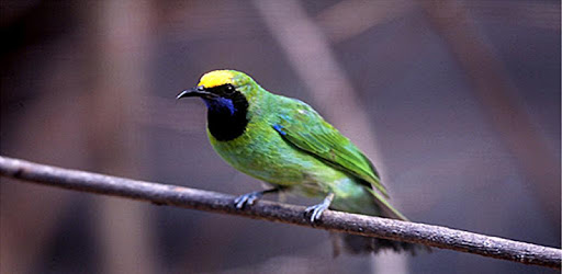 Chirphing Master Green Cucak PC screenshot Chirphing Master Green Cucak PC screenshot