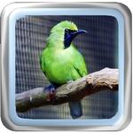 Chirphing Master Green Cucak for PC Chirphing Master Green Cucak for PC