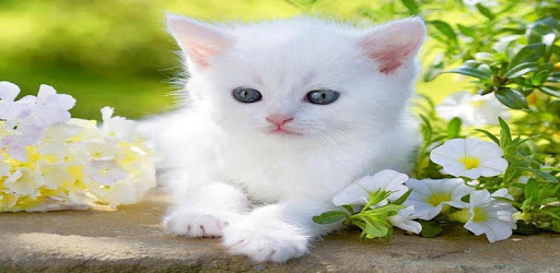Kittens PC screenshot