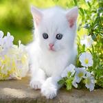 Kittens icon