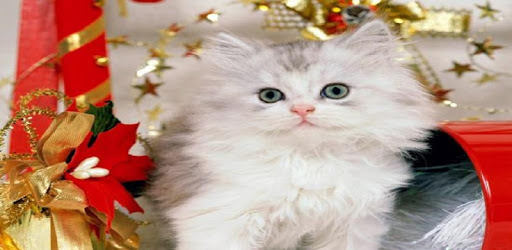 Kittens 2 PC screenshot