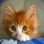Kittens 2 for PC