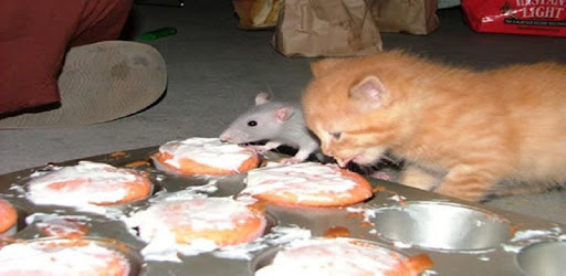 Funny pictures 46 PC screenshot Funny pictures 46 PC screenshot