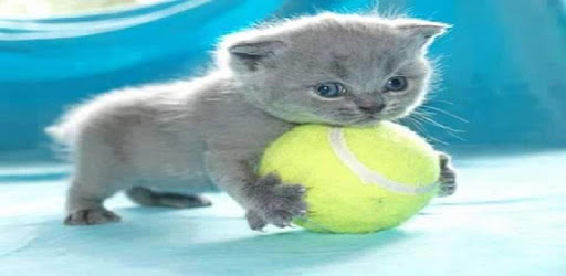 Kittens 30 PC screenshot