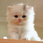 Kittens 30 for PC