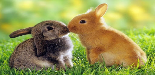 Little bunnies PC screenshot Little bunnies PC screenshot