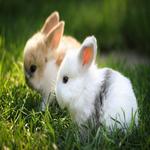 Little bunnies for PC Little bunnies for PC