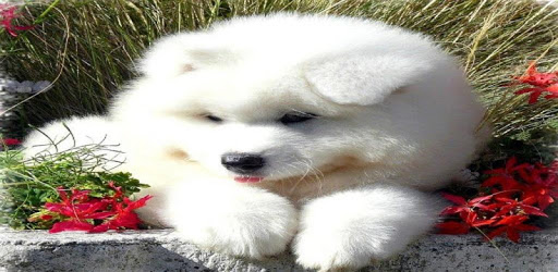 Puppies PC screenshot Puppies PC screenshot