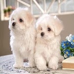 Puppies for PC Puppies for PC