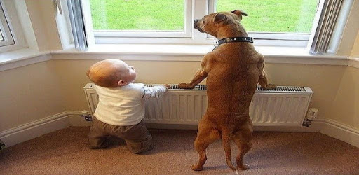 Funny pictures ks PC screenshot