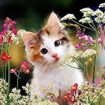 Kittens B for PC