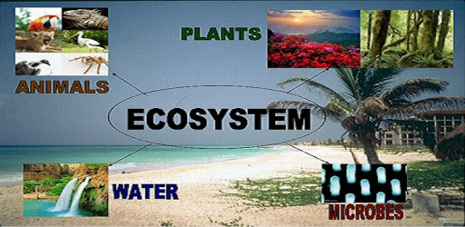 Ecosystem PC screenshot Ecosystem PC screenshot
