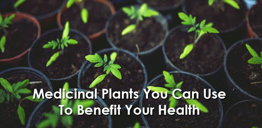 Top Medicinal Plants And Its Uses PC screenshot