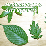 Top Medicinal Plants And Its Uses icon