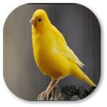 canary bird for PC