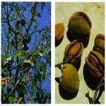 Edible and Medicinal Plants for PC Edible and Medicinal Plants for PC