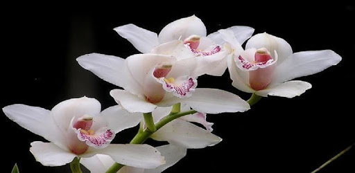 Flowers PC screenshot Flowers PC screenshot