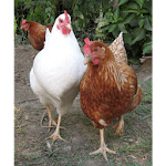 INDIGENOUS KALRO CHICKEN icon