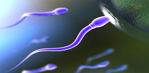 Fertility PC screenshot Fertility PC screenshot