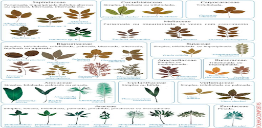 Plants Identification PC screenshot