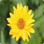 Plant Identification icon