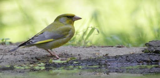 GreenFinch Singing PC screenshot
