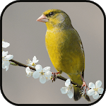 GreenFinch Singing icon