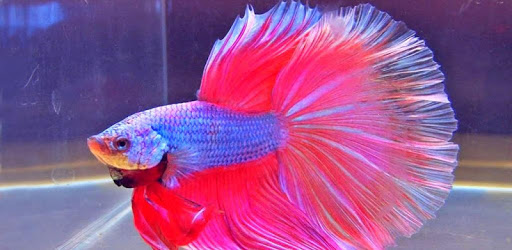 Betta Fish Wallpapers PC screenshot