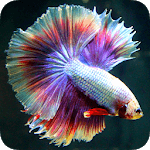 Betta Fish Wallpapers icon
