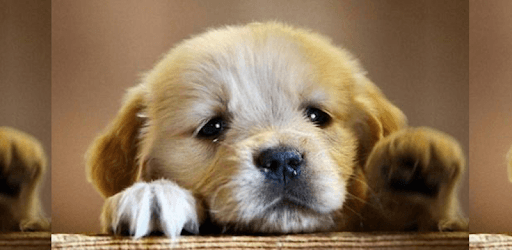 Dog Wallpaper PC screenshot