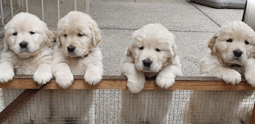 Cute Dogs Wallpaper PC screenshot