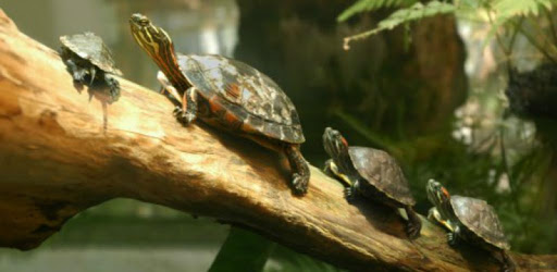 Pet Turtle Care PC screenshot Pet Turtle Care PC screenshot