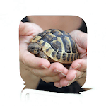Pet Turtle Care for PC Pet Turtle Care for PC