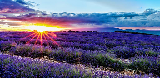 Purple Flower Wallpaper PC screenshot