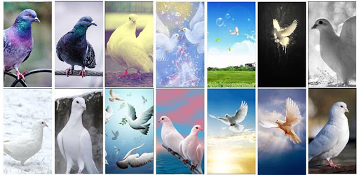 Dove Wallpaper PC screenshot Dove Wallpaper PC screenshot