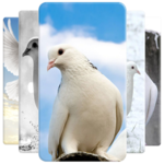 Dove Wallpaper for PC Dove Wallpaper for PC