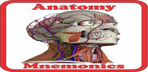 Anatomy Mnemonics PC screenshot Anatomy Mnemonics PC screenshot