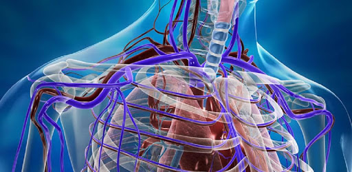 Human Arterial System PC screenshot